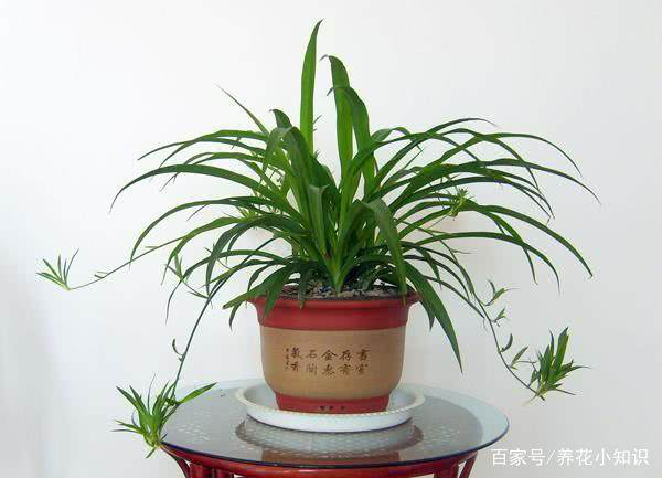 新裝修的門店放哪些植物可以凈化空氣？